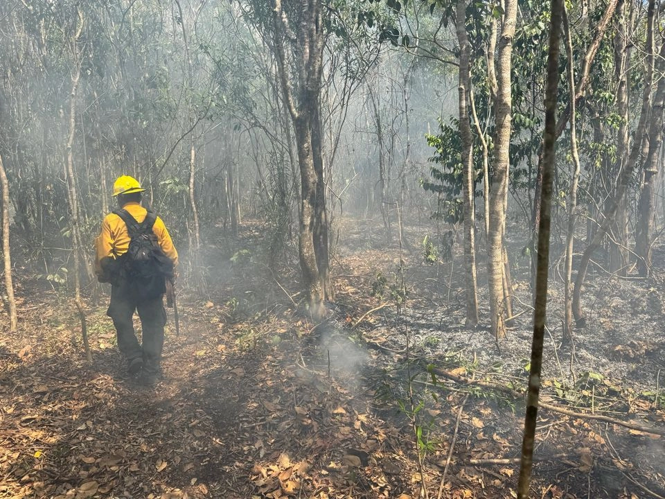 La última semana de abril, la Conafor reportó una disminución en los incendios forestales en todos el país. Foto 