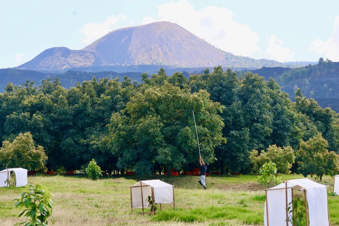 Aspectos de la cosecha al interior Huerto en Nuevo San Juan Parangaricutiro ubicado en Parangaricutiro Uruapan, Michoacán. Foto