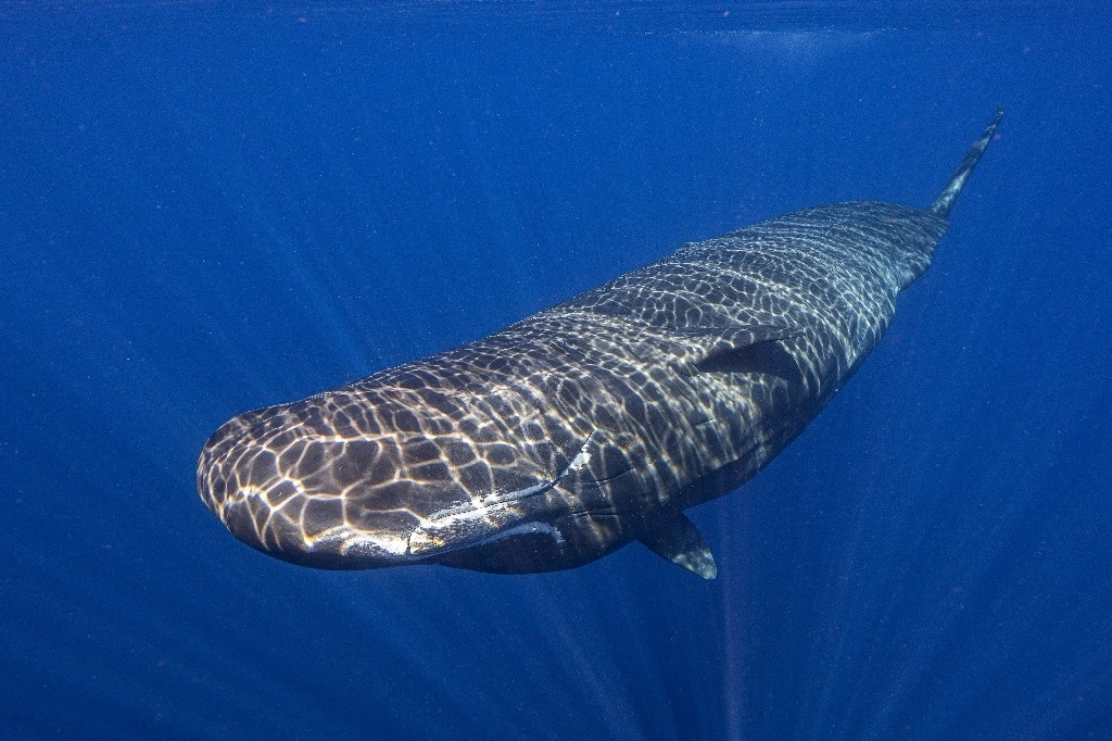 Las distintas especies de ballenas que habitan los océanos emplean diferentes tipos de vocalizaciones para comunicarse. Los cachalotes se comunican mediante ráfagas de chasquidos -llamadas codas- que suenan un poco como el código Morse. Foto Samuel Lam vía Ap