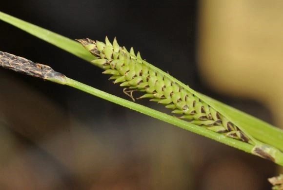 Imágenes de primer plano de las partes reproductivas (inflorescencias conocidas como espigas) de la especie recién descrita 'Carex quixotiana'. Foto Europa Press