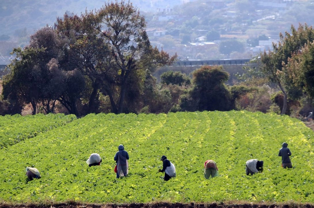 La población joven de Jalisco no muestra interés por el trabajo en el campo y  prefieren, entre otras opciones, migrar a Estados Unidos. Foto  