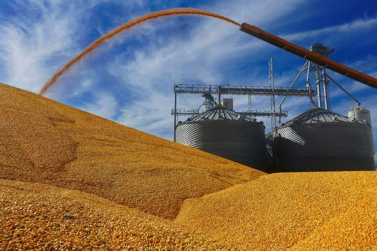 Productores de maíz enfrentan un escenario complicado de mayor producción y menor demanda. En la imagen, cosecha del grano en Virginia, Illinois. Foto Ap