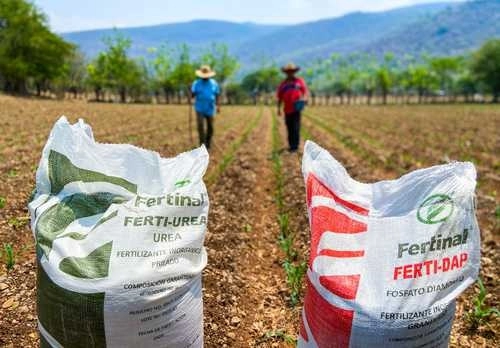el padrón del Programa de Producción para el Bienestar es de 104 mil pequeños productores de grano que trabajan 350 mil hectáreas de cultivo de maíz, sorgo, lenteja, trigo, arroz, frijol y jamaica en Michoacán. Foto Secretaría de Agricultura y Desarrollo Rural /Archivo