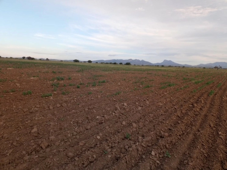 Municipio de Cuencamé, la zona frijolera más grande de Durango donde no ha brotado la mata cuando ya debería de estar floreando. Foto  La Jornada