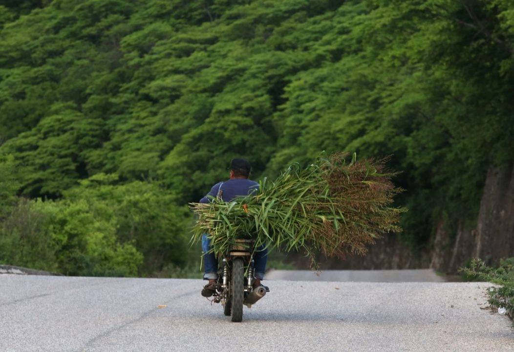 Desde hace décadas, los gobiernos de los países buscan promover la educación ambiental en busca de la conservación de los recursos naturales. Foto 