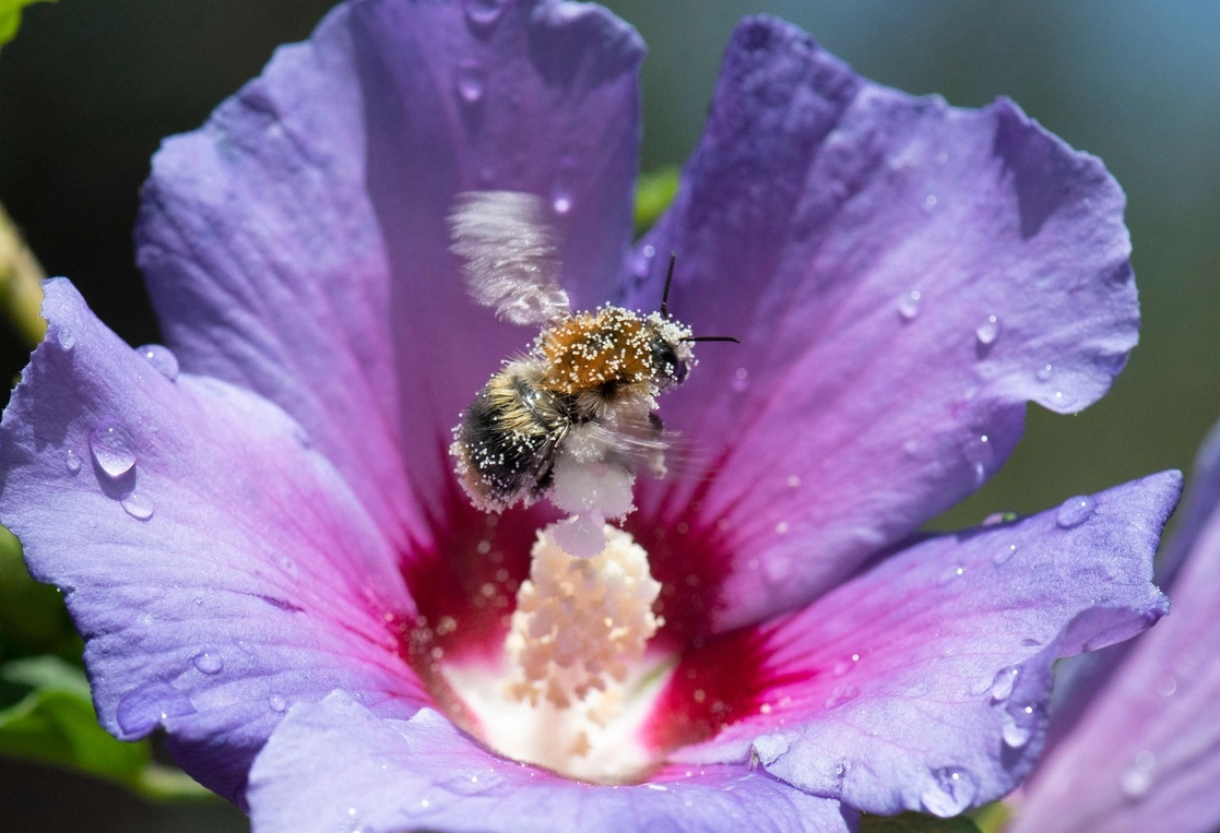 Información de la ONU señala que las abejas polinizan 71 de las 100 especies cultivadas que proporcionan el 90 por ciento de los alimentos en el mundo. Foto Afp / Archivo