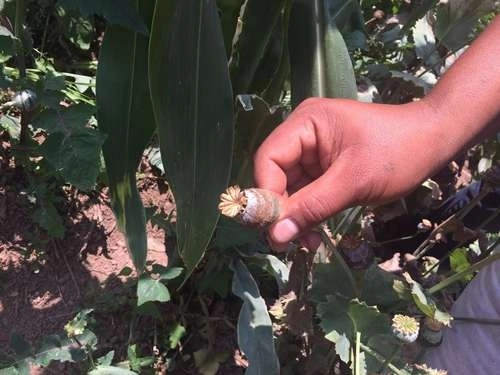 La pandemia de Covid-19 fomentó el cultivo ilícito de amapolas para la producción de opio. Foto Sergio Ocampo / Archivo 
