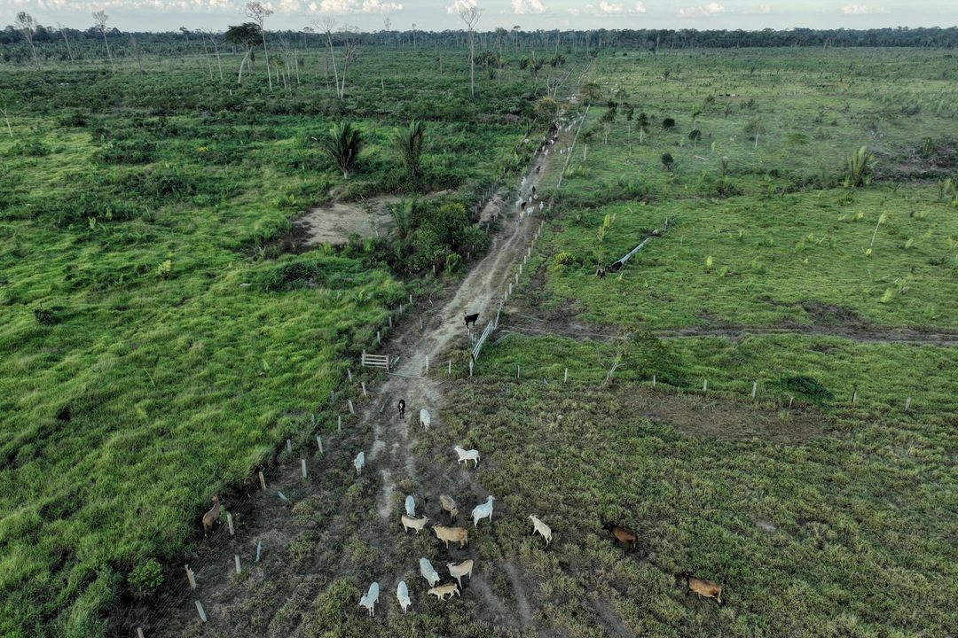 Ganado camina por un área deforestada ilegalmente en una reserva extractiva cerca de Jaci-Paraná, estado de Rondonia, Brasil, el 12 de julio de 2023. Foto