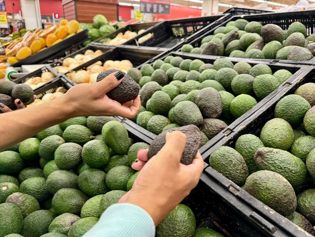 El aguacate es uno de los productos con una alta demanda internacional, lo que impulsa al sector agroalimentario. Foto  Roberto García / Archivo
