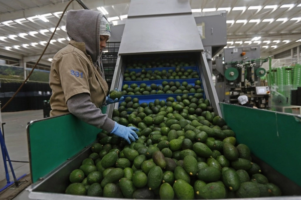 Tras una breve pausa, los productores mexicanos de aguacate aumentaron el ritmo de las exportaciones a Estados Unidos. Foto Cuartoscuro
