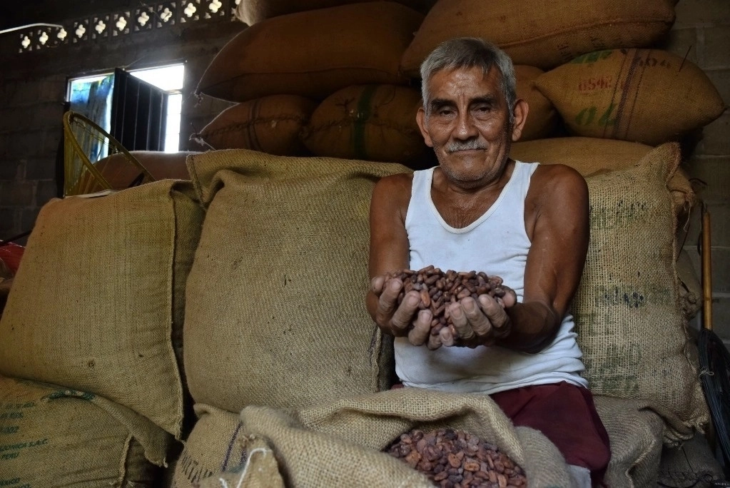 El precio del cacao se ha más que duplicado este año y ahora cuesta más que muchos metales. Foto 'La Jornada'