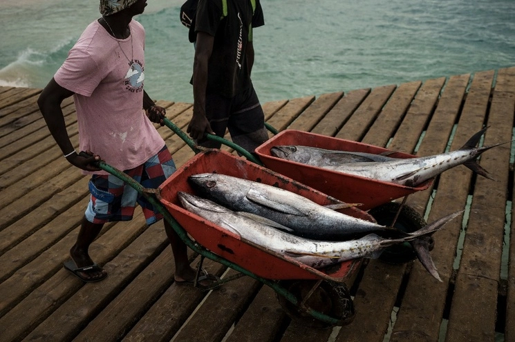 Un pescador transporta atunes en la isla de Sal, en Cabo Verde. Foto Ap.