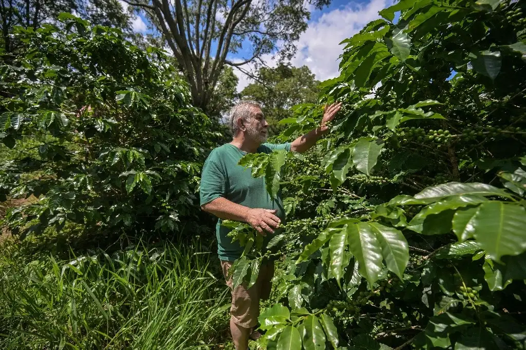 El productor brasileño de café Sérgio Lange junto a plantas en Divinolandia, a unos 270 kilómetros de Sao Paulo, el 10 de enero de 2025. Foto Afp