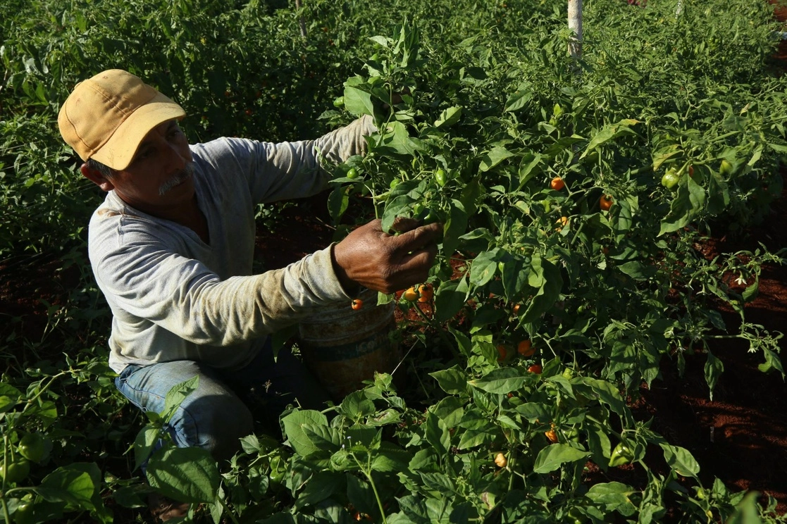 El herbicida se utiliza en México en la siembra de alimentos como maíz, chile, frijol, papa y diversos cítricos. Foto Cuartoscuro / Archivo