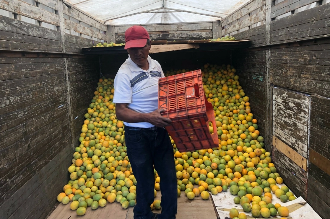 No hay entidad federativa que no coloque al menos un producto en este enorme mercado mayorista, desde los lugares más remotos del sureste y norte del país. Foto Luis Castillo
