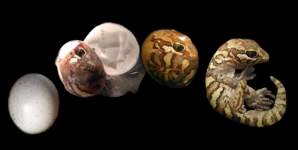 Un comité multidisciplinario conformado por 13 profesionales de la ciencia y las artes visuales, entre otras, seleccionó los trabajos. En la imagen, el nacimiento de un geckoterrestre malgache. Foto tomada de la página fotciencia.es


