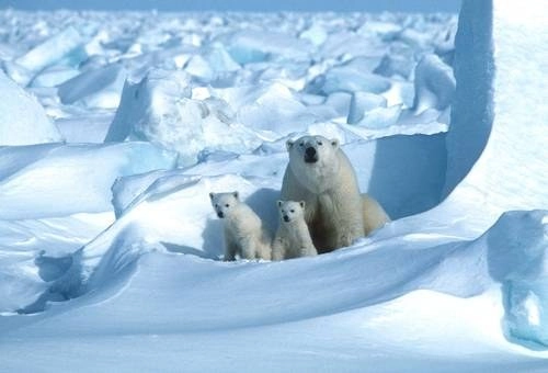 El desafío es mayor para la hembras que entran en sus refugios para parir en medio del invierno y salen en la primavera con sus oseznos. Foto Afp