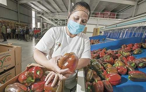 Agroindustrias de Estados Unidos y México usan maquinaria y tecnología en el usufructo de los terrenos agrícolas que monopolizan en San Quintín.