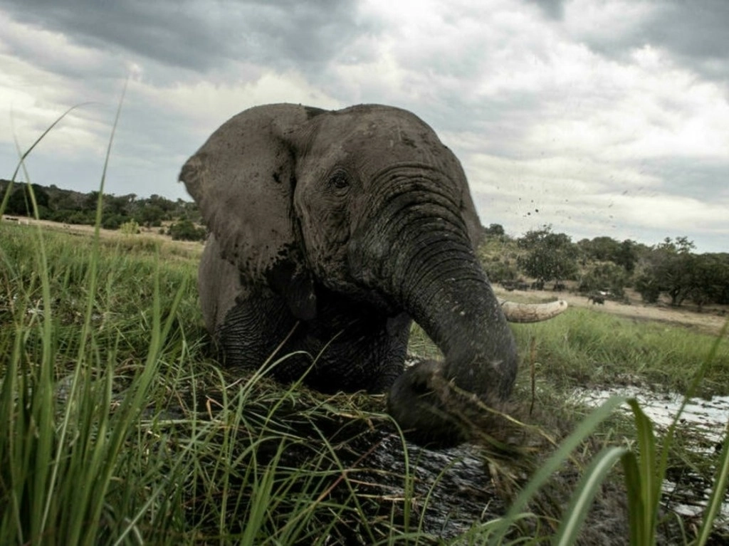 El elefante asiático está considerado "en peligro" de extinción en la lista roja de la UICN, al igual que el elefante africano de sabana. La tercera especie, el elefante africano del bosque, está "en peligro crítico". La imagen, en el parque Nacional de Botsuana. Foto Afp / Archivo