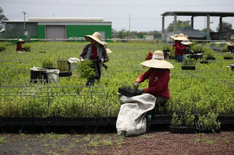 El gobierno de México dio inicio ayer al proyecto Sembrando Vida en Cuba, que beneficiará a 5 mil campesinos de la isla. Foto Yazmín Ortega Cortés / Archivo 


