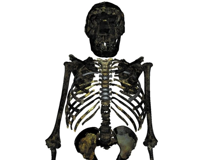 Tórax del llamado niño de Turkana, hallado en Kenia en 1984, en una imagen proporcionada por Markus Bastir