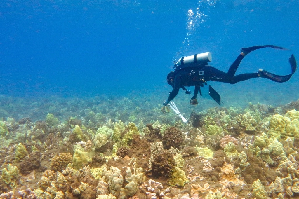 La Administración Nacional Oceánica y Atmosférica de EU advirtió que el mundo está a punto de sufrir un cuarto blanqueamiento masivo de corales que podría provocar la muerte de amplias zonas de arrecifes tropicales. La imagen, en Launiupoko, Lahaina, frente a la isla de Maui, Hawai. Foto TNC vía Ap