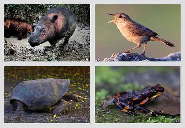 Algunas de las especies en peligro. Fotos PNAS, cortesía de Gerardo Ceballos González. Imagen tomada a través de https://www.dgcs.unam.mx/