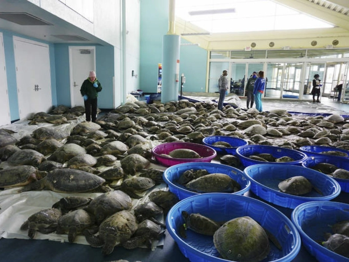 Miles de tortugas marinas verdes ('Chelonia mydas') del Atlántico y tortugas Lora (Lepidochelys kempii) que sufren de aturdimiento por frío se disponen a recuperarse en el Centro de Convenciones de South Padre Island en South Padre Island, Texas, el pasado 16 de febrero de 2021. Foto The Brownsville Herald vía Ap
