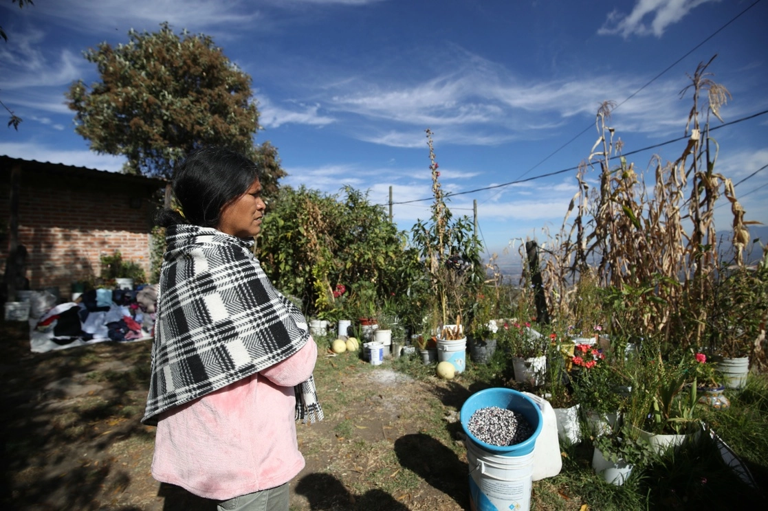 A pesar del frío, habitantes de Milpa Alta no dejan de realizar sus actividades, ya que deben apresurarse a cosechar su producción de cilantro y nopal antes de que llegue la helada y eche a perder la producción. La imagen, en Santa Ana Tlacotenco. Foto Yazmín Ortega Cortés
