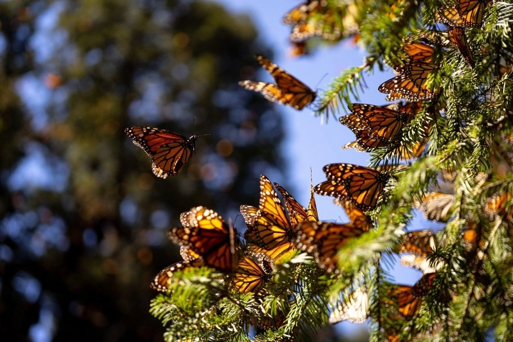 Los santuarios de la mariposa monarca en Ocampo, Angangueo y Senguio, ubicados en el oriente de Michoacán, serán abiertos al público el próximo viernes. Foto Cuartoscuro / Archivo