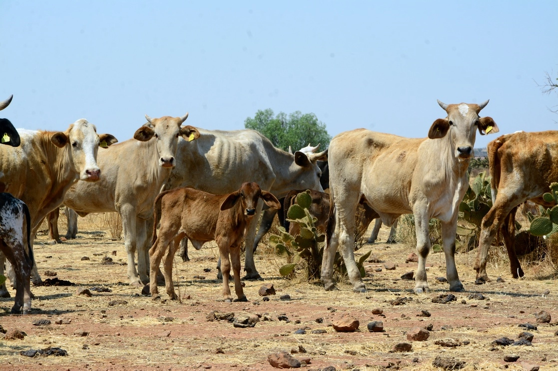 Entre 2010 y 2011 murió muchísimo ganado por inanición, es decir se murió por hambre. Se les recomendó a los ganaderos vender y no quisieron, porque les daban 2 mil pesos por cada animal. Foto  La Jornada  