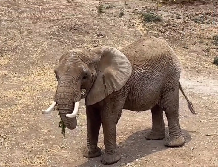 “Gipsy’ llegó al Centro de Conservación de la Vida Silvestre de San Juan de Aragón para hacer compañía a la elefanta africana ‘Ely’. Foto @SEDEMA_CDMX