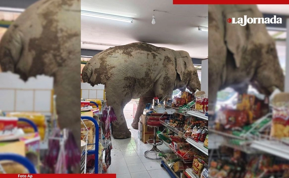 Elelefante Plai Biang Lek ingresó a una tienda de comestibles cerca del parque nacional Khao Yai, al noreste de Tailandia. Foto 
