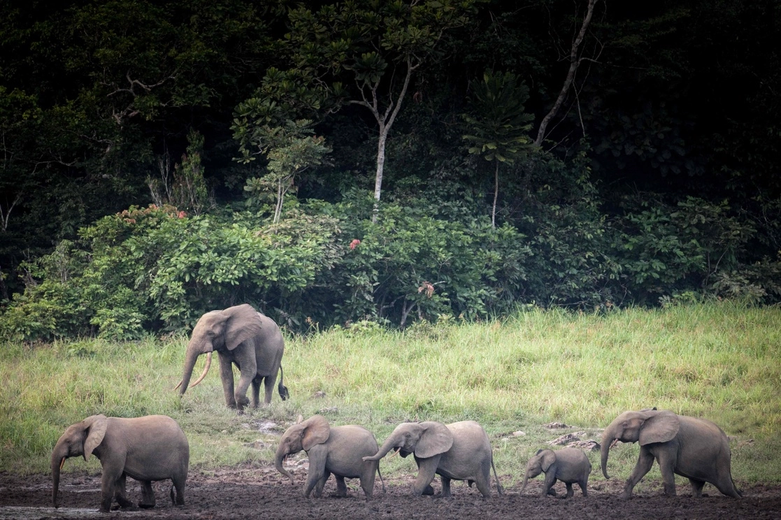 Los elefantes africanos que viven en la selva y la sabana corren cada vez más riesgo de extinción, mostró el jueves la Lista Roja de especies. Foto Afp / Archivo