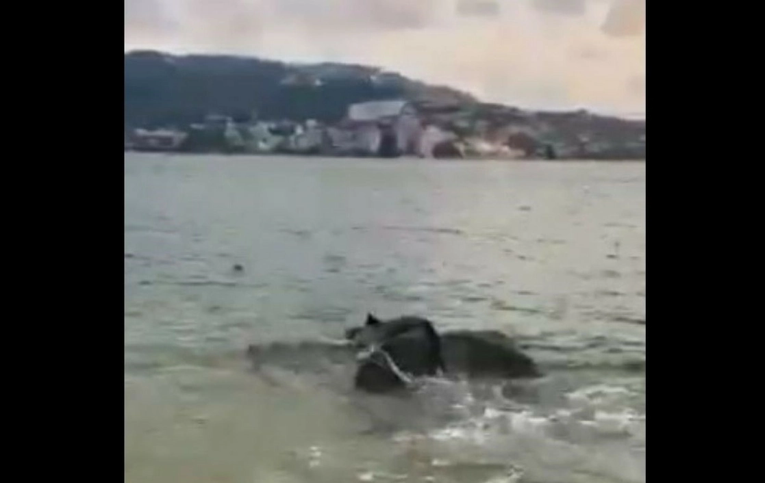 Una cría de ballena jorobada fue remolcada mar adentro por elementos de la Semar, después de encallar al menos en dos ocasiones en la bahía de Acapulco. Foto ‘La Jornada’