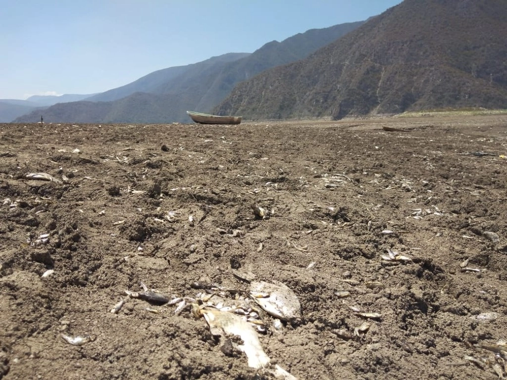 Una gran cantidad de peces yacen muertos en el lecho de la laguna de Metztitlán, cercana de la localidad de Hualula, municipio de Eloxochitlán, Hidalgo. El cuerpo de agua era hábitat de numerosas especies como mojarras, carpas, bagres y truchas. Foto Juan Ricardo Montoya / Archivo

