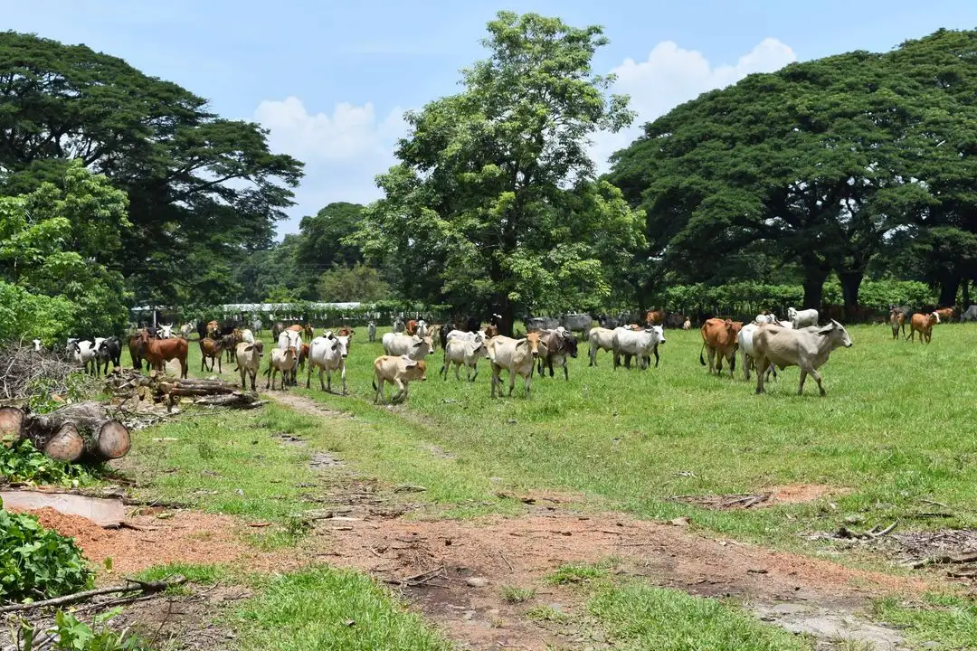 Durante la operación, personal del Servicio Nacional de Sanidad, Inocuidad y Calidad Agroalimentaria (Senasica) inspeccionó a los animales y descartó presencia del gusano. Foto