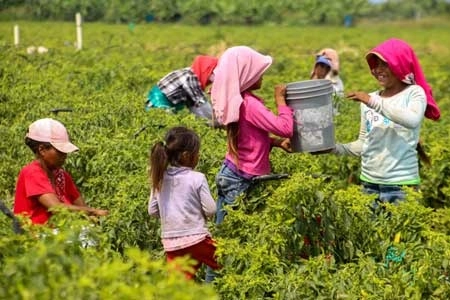 Familias jornaleras, entre la explotación y la desprotección. Foto La Jornada