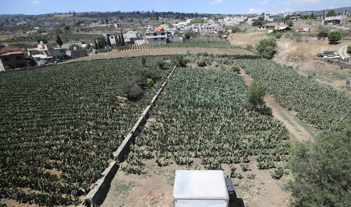Datos de la OCDE señalan que los apoyos al campo se duplicaron , pero no se disparó su productividad. Siembra de nopal en la Alcaldía Milpa Alta. Foto Yazmín Ortega Cortés 