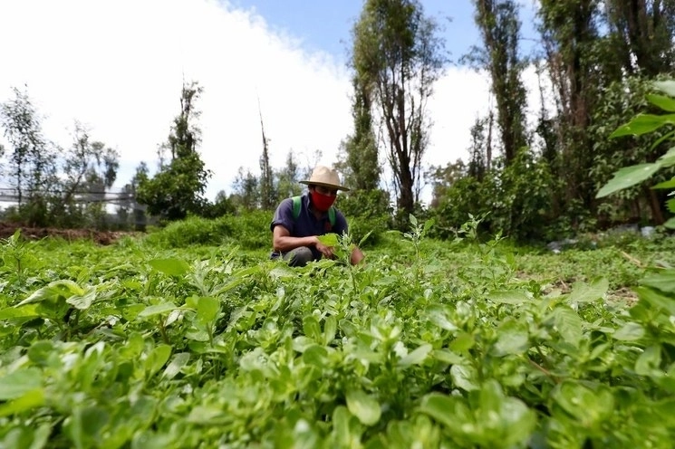 El crecimientoresponde a un aumento sostenido de la demanda de mano de obra para las labores propias del sector. Foto 
