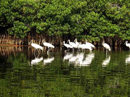 La pérdida de vegetación afecta la existencia de especies de fauna, cuyas poblaciones han ido a la baja. Foto Rosa Rojas / archivo 