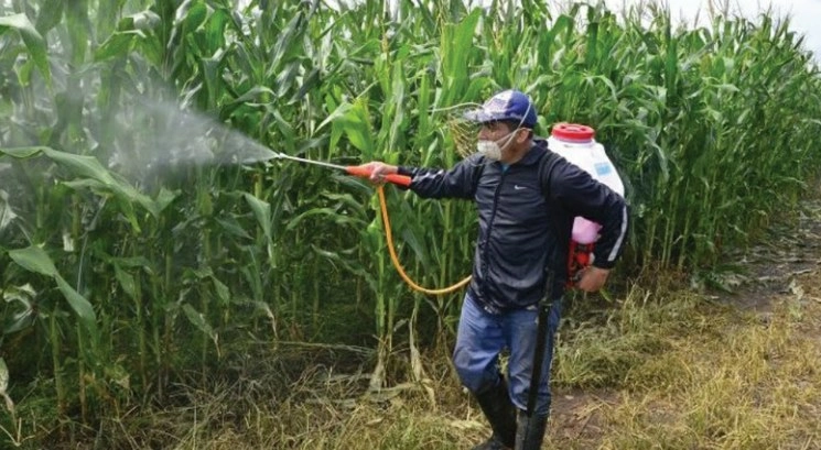 A través del Programa de Vigilancia Epidemiológica Fitosanitaria, durante 2019 técnicos de la Sader evitaron la introducción, establecimiento y dispersión de 30 plagas cuarentenarias. Foto tomada del sitio https://www.jornada.com.mx/2019/04/28/ecologica223.pdf