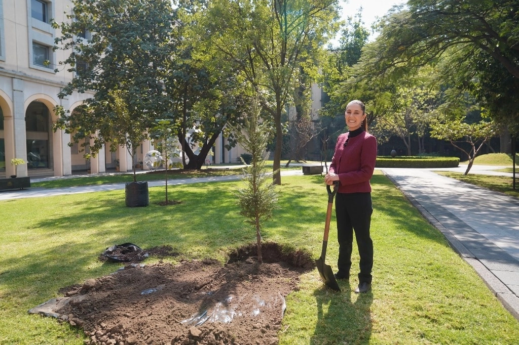 El último día de 2024, la Presidenta plantó una Abies religiosa en Palacio Nacional. Foto Tomada de redes sociales