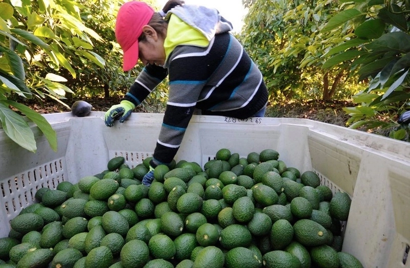 En un periodo de cuatro décadas, de 1980 a 2020, la cantidad de hectáreas en las que se cultiva el aguacate prácticamente se ha triplicado, dio a conocer un análisis elaborado por BBVA. Foto ‘La Jornada’ / Archivo