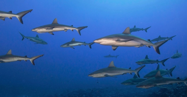 Datos del Fondo Mundial para la Naturaleza señalan que el 36 por ciento de las mil 200 especies de tiburón y rayas están en peligro de extinción. Foto tomada de https://www.facebook.com/saveourseasngo / Archivo 