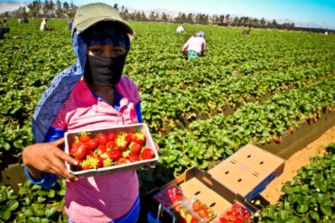 A causa del Covid-19, en junio de 2020 el gobierno mexicano suspendió provisionalmente el envío de trabajadores agrícolas a Canadá. Foto La Jornada