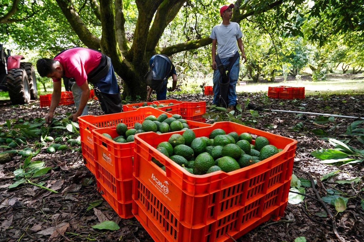 Entre las solicitudes independientes, se encuentra también la de la productora de San Diego, que pide el cierre total a los aguacates mexicanos, acusa que desde hace 14 años sufre “un grave desequilibrio comercial”.