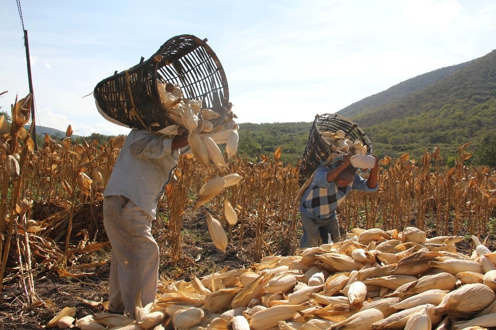 Cultivo de maíz en Atliaca, comunidad nahua en Guerrero. Foto 'La Jornada de Oriente'