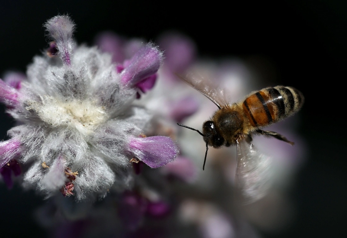 El 20 de mayo se celebra el Día Mundial de las Abejas. Foto Afp
