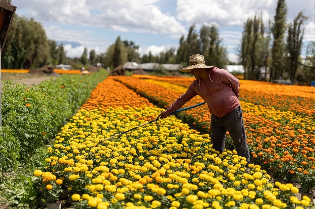 La flor que más adquieren los capitalinos por el Día de Muertos es cultivada en viveros de Xochimilco. Foto Pablo Ramos